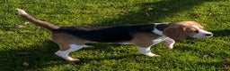 Beagle dogs for sale: Beautiful Girl (9 month old) - Advert 7