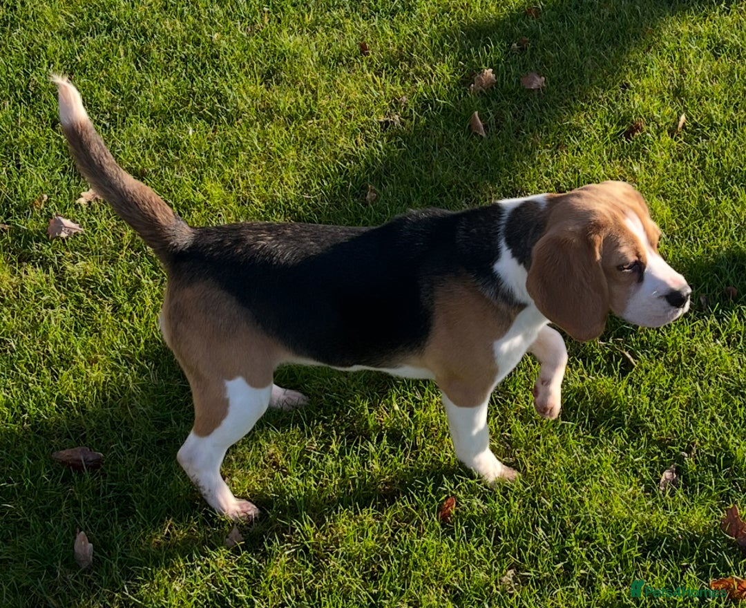 Beagle dogs for sale: Beautiful Girl (9 month old) - Advert 7