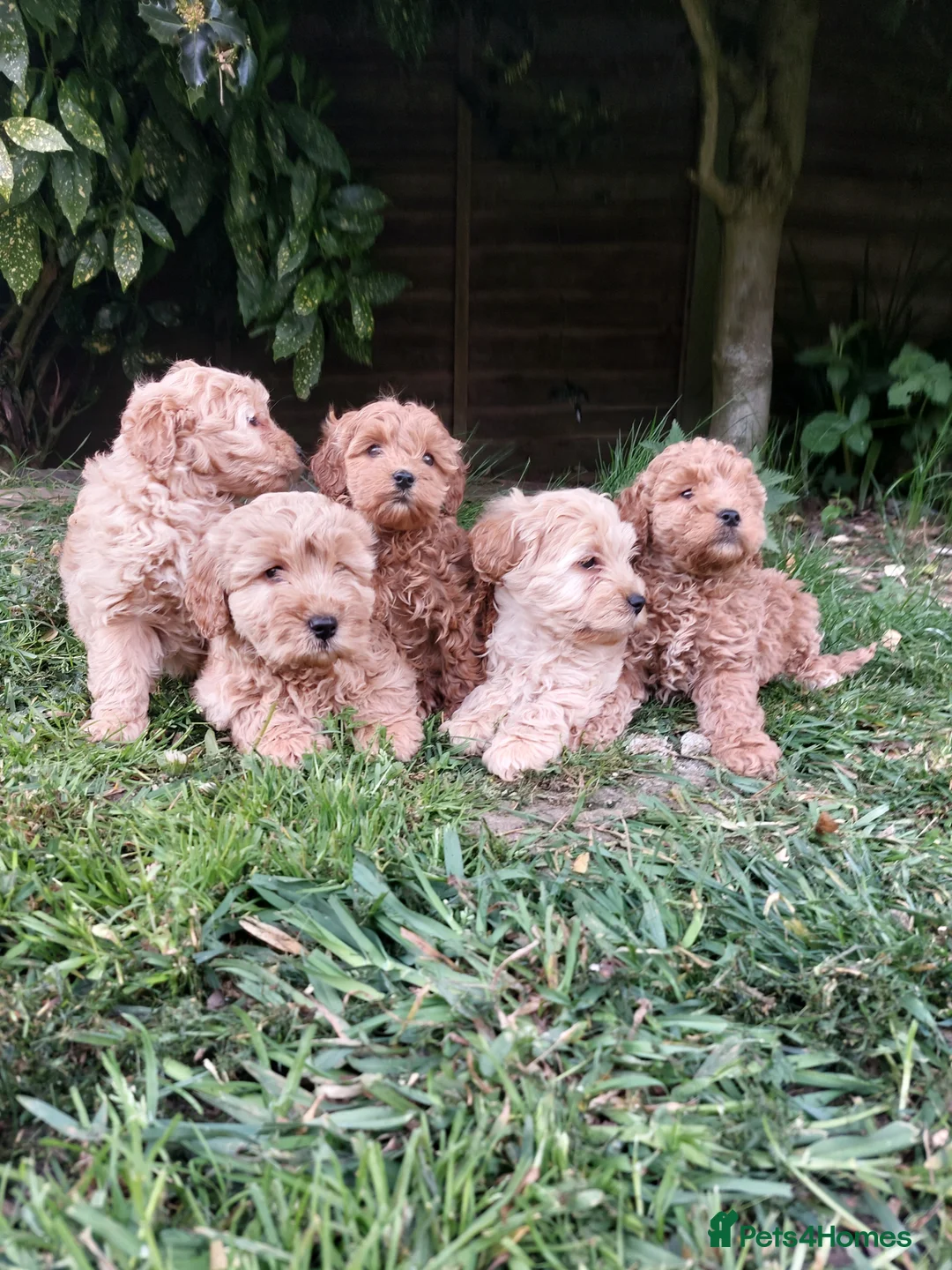 Cockapoo dogs for sale: F1 Tiny Cockerpoo Puppies  - Advert 3
