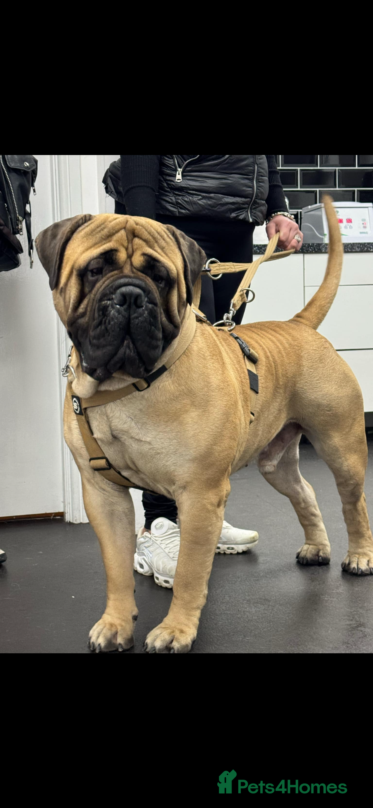 Bullmastiff dogs KC BULLMASTIFF STUD ONLY  in Leeds - Advert 5