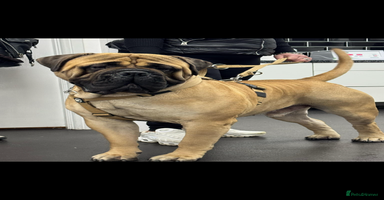 Bullmastiff dogs in Leeds - Advert 12