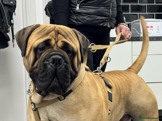 Bullmastiff dogs KC BULLMASTIFF STUD ONLY in Leeds - Advert 4