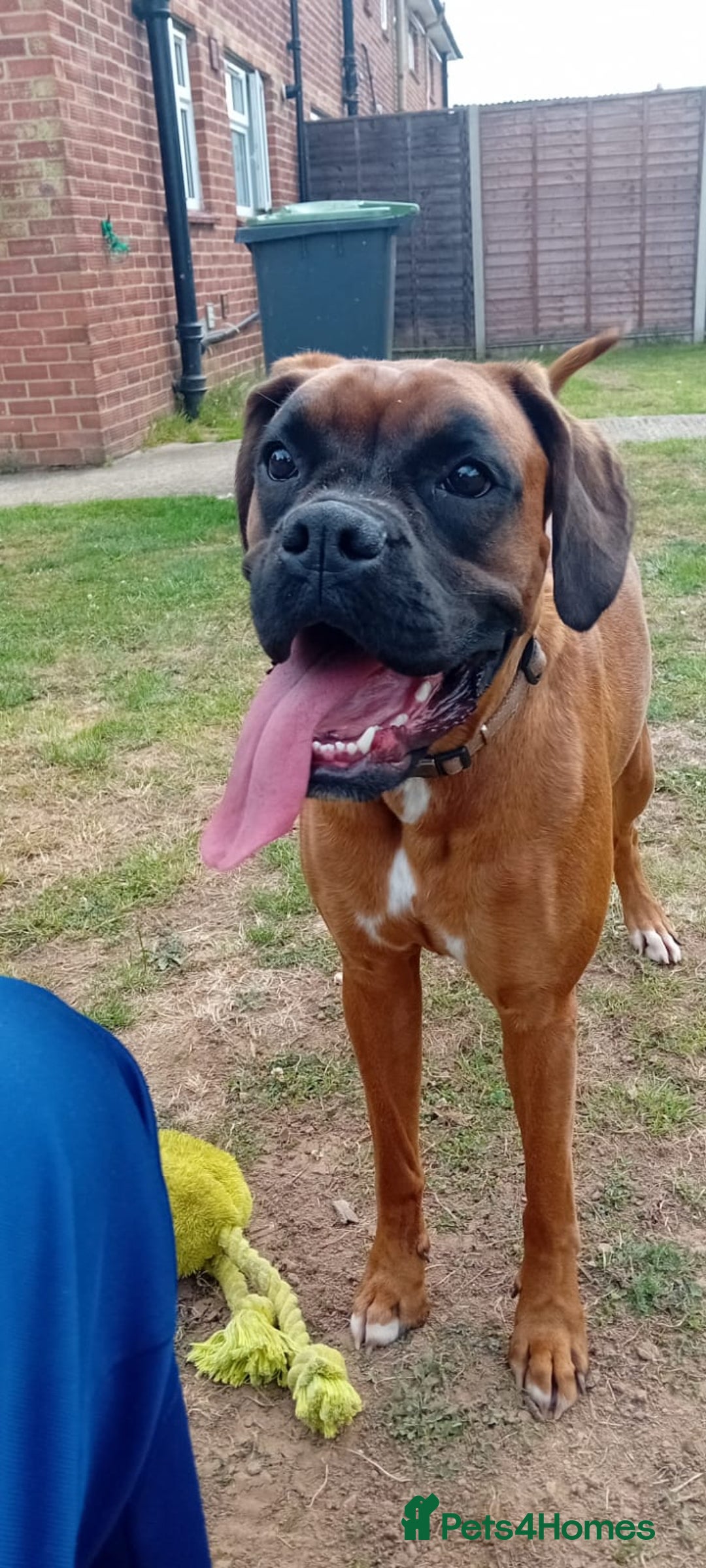 Boxer dogs for sale: Female boxer for sale  - Image 4