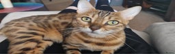 Bengal cats for sale: Beautiful pure breed bengal girl TICA - Advert 2