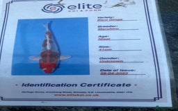 Koi Carp fish for sale: Koi fish - Image 16
