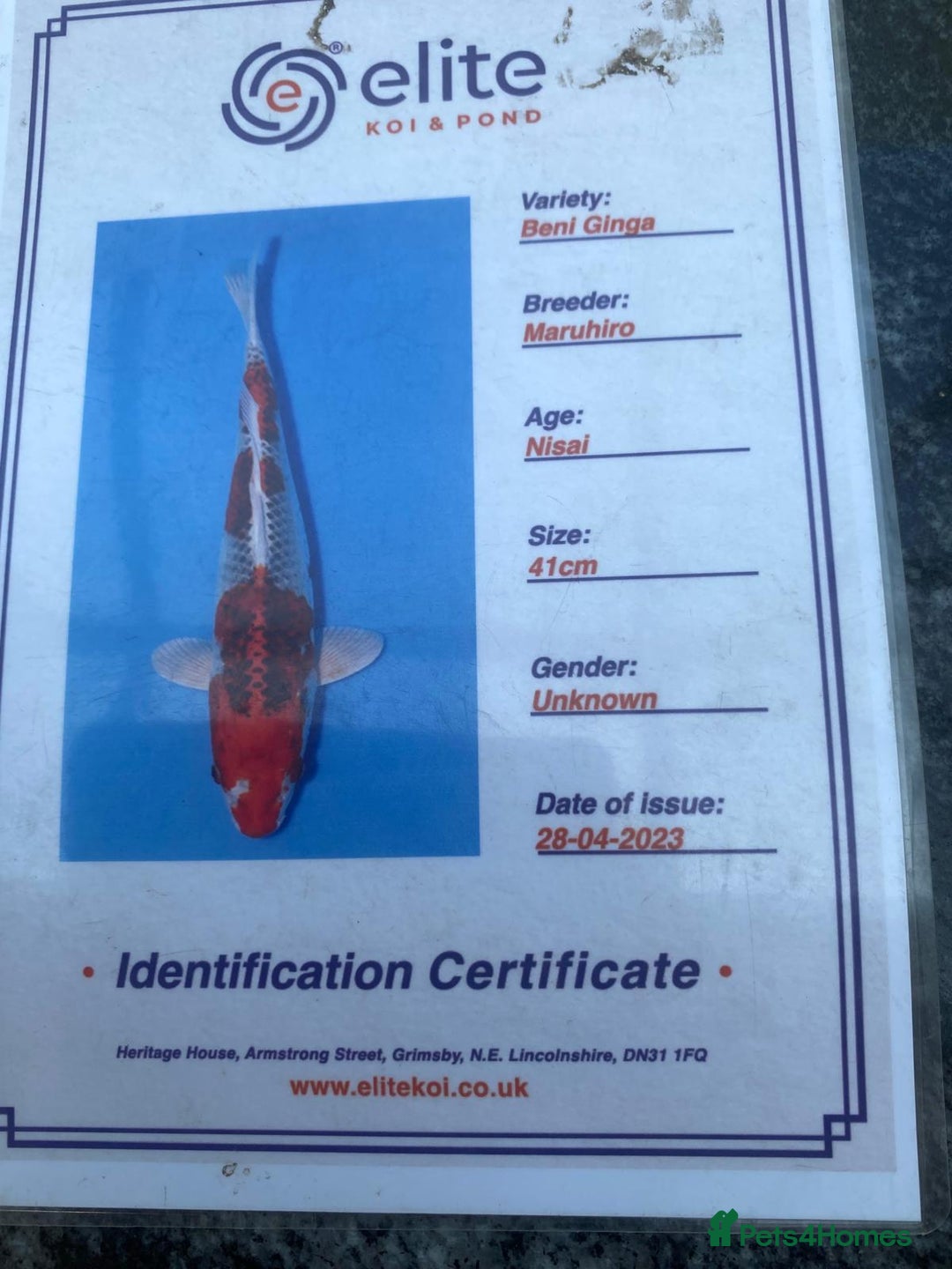 Koi Carp fish for sale: Koi fish - Image 16