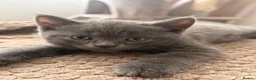 Mixed Breed cats for sale: Mixed Breed (British Shorthair/Domestic) - Advert 16