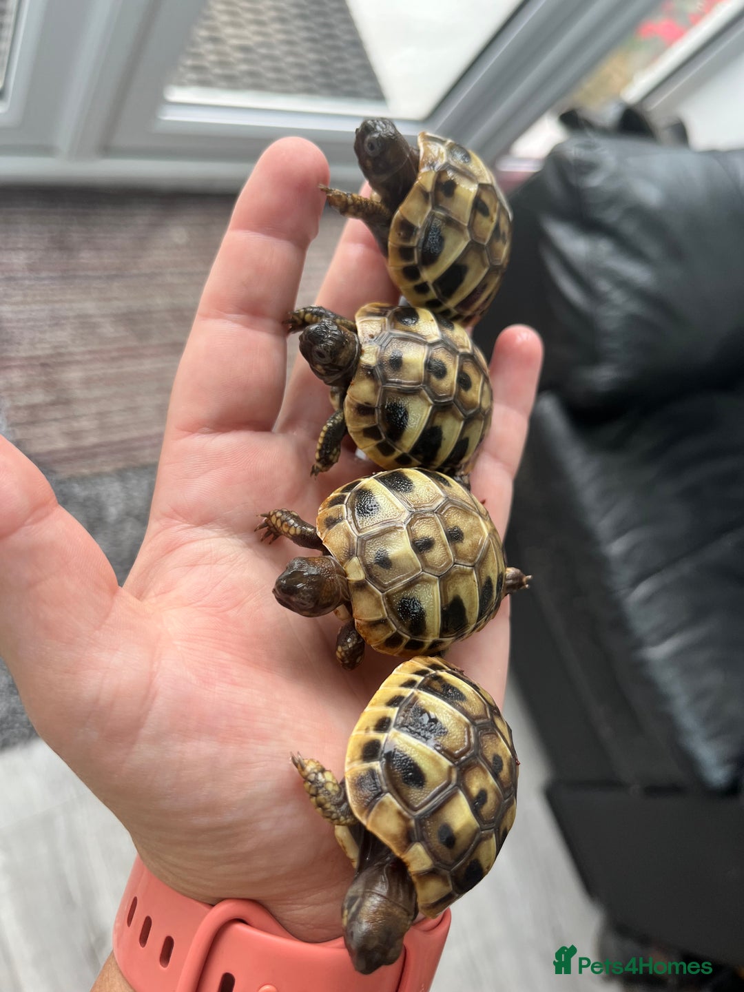 Hermann Tortoise reptiles for sale: Hermanns Tortoise babies - Image 19