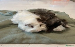 Guinea Pig rodents for sale: Lovely litter of funky haired Guinea pigs - Image 9