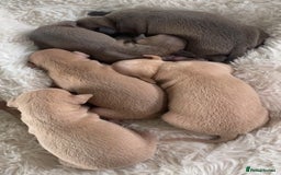 Italian Greyhound dogs for stud: MR MILO AT STUD ( HEALTH TESTED ) in Batley - Image 18