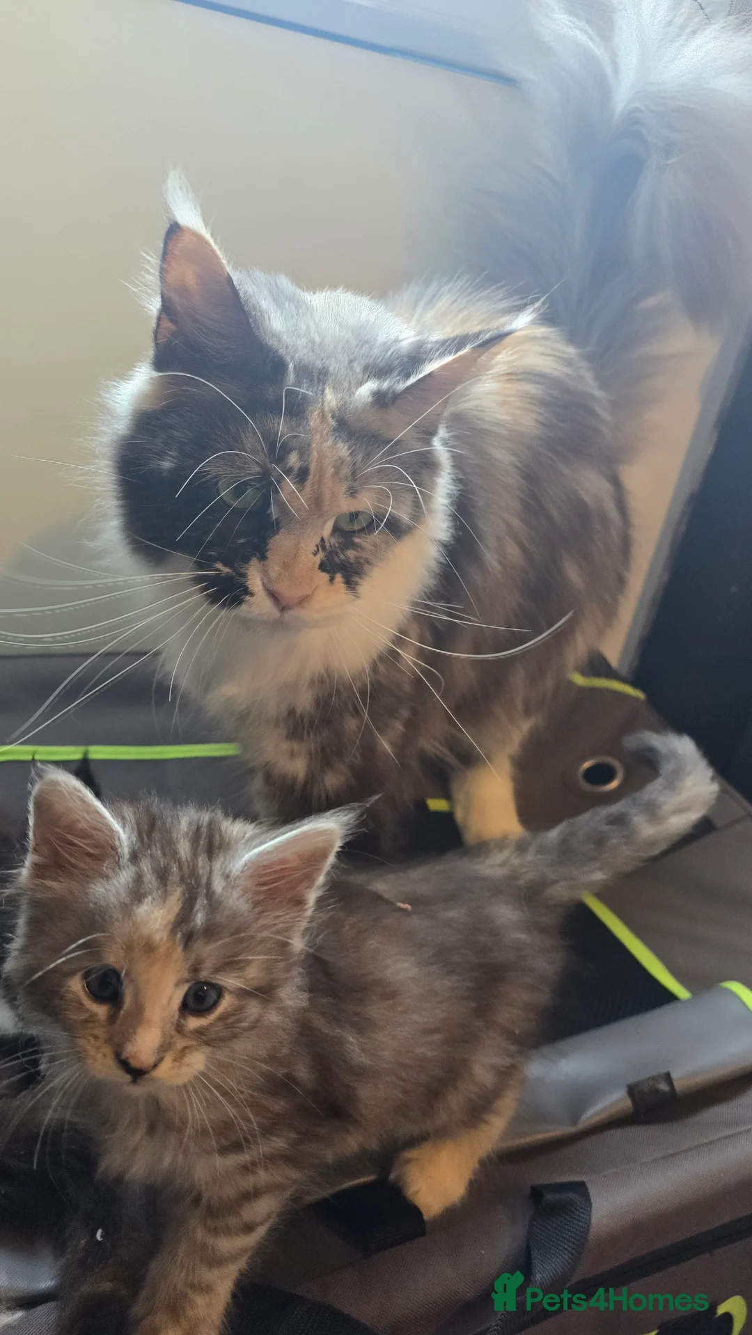 Maine Coon cats for sale: Stunning Maine coons  - Advert 23