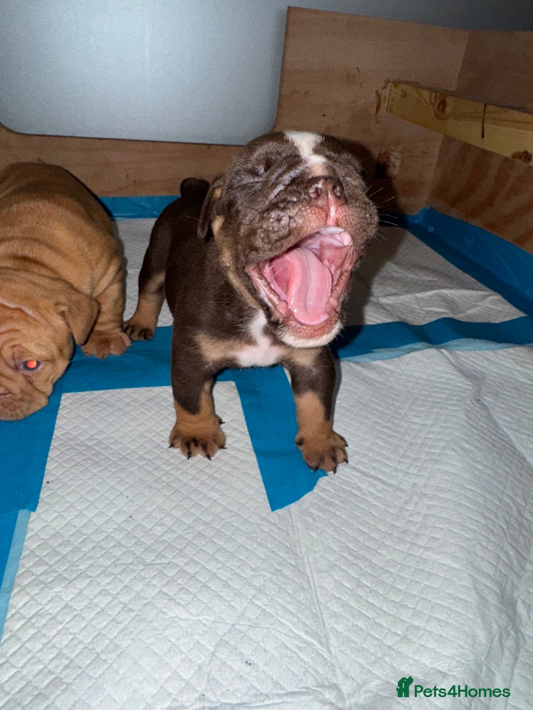 English Bulldog dogs for sale: Beautiful English bulldog puppy  - Image 8