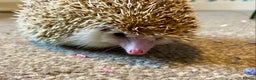 Pygmy Hedgehog rodents for sale: African Pygmy hedgehog for rehome - Advert 2
