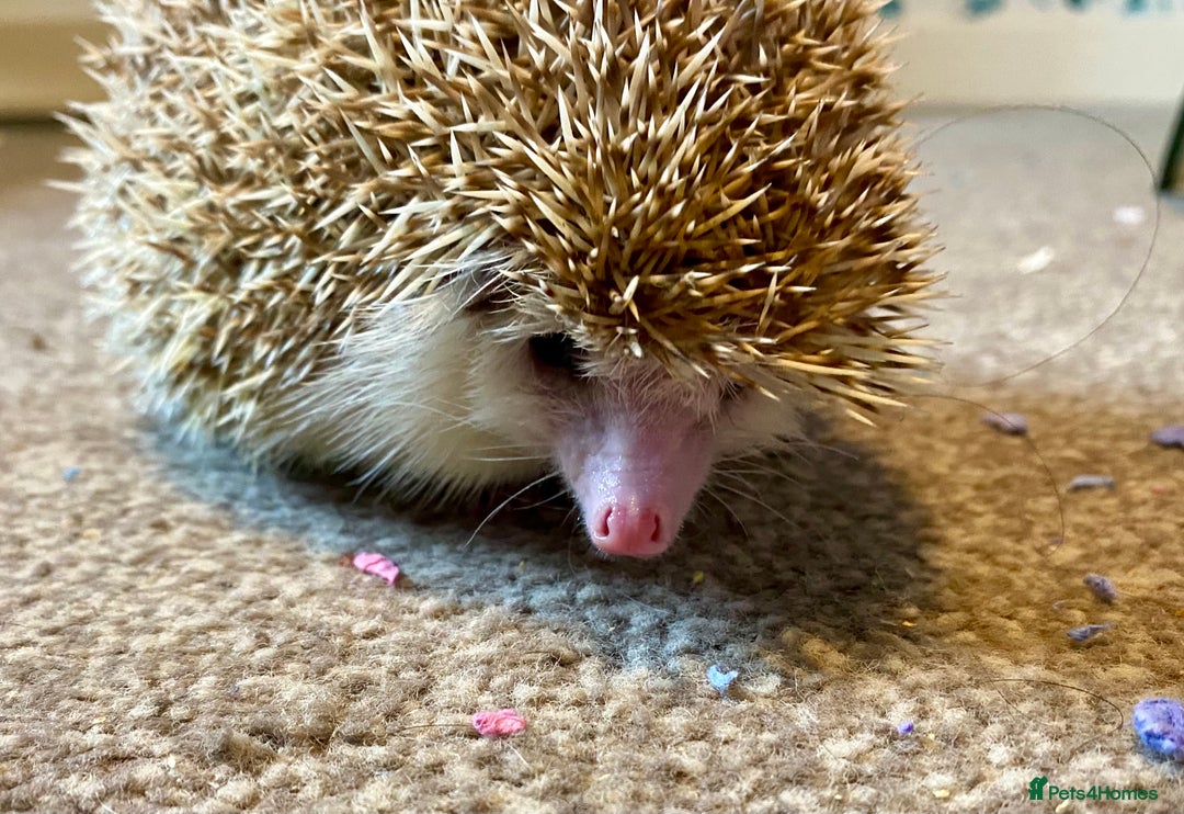 Pygmy Hedgehog rodents for sale: African Pygmy hedgehog for rehome - Advert 2