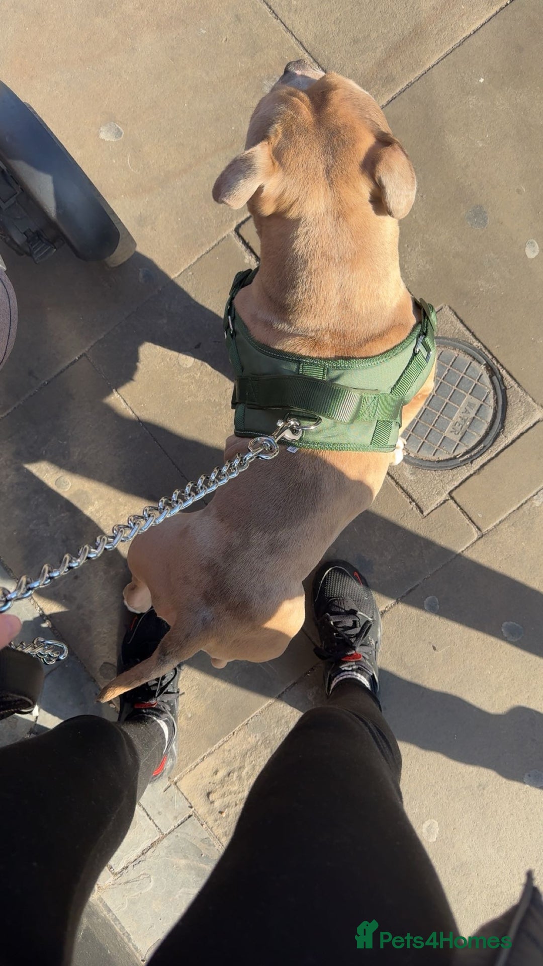 Mixed Breed dogs for sale: Pocket bully - Image 5