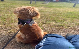 Mixed Breed dogs for sale: 10 month old cocker spaniel X red setter. - Image 5