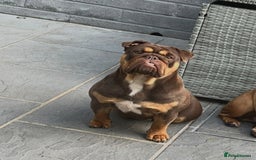 English Bulldog dogs for sale: Beautiful english bulldog  - Advert 1