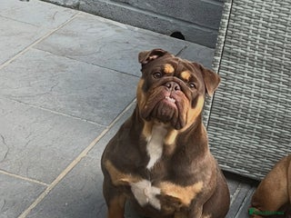 English Bulldog dogs for sale: Beautiful english bulldog - Advert 1