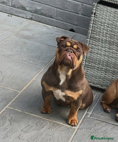 English Bulldog dogs Beautiful english bulldog - Advert 1