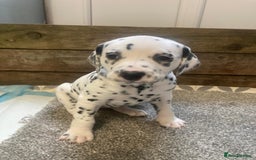Dalmatian dogs for sale: KC Dalmatian Puppies  - Image 8