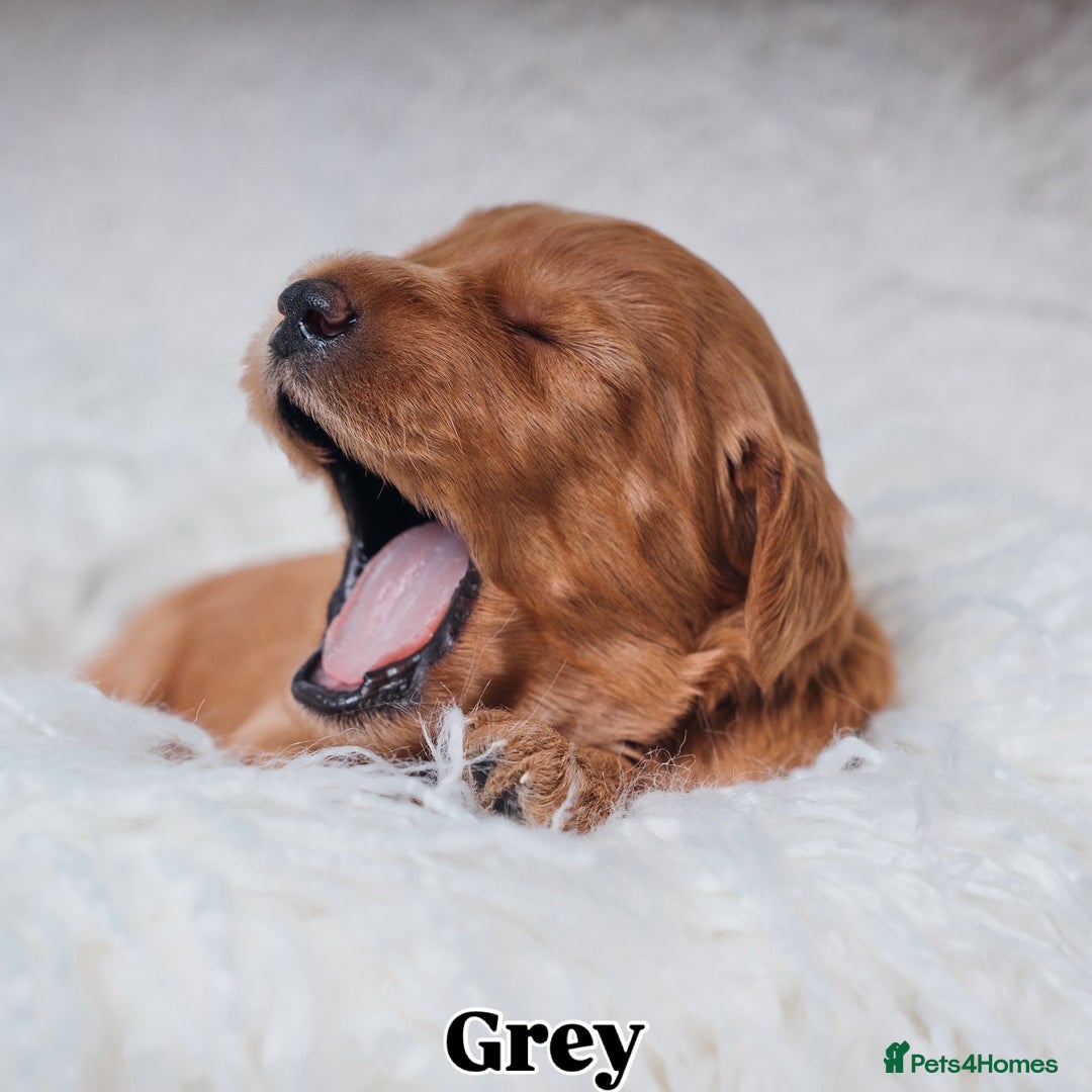 Labradoodle dogs for sale: F2B Labradoodle Puppies – Red & Apricot - Advert 35