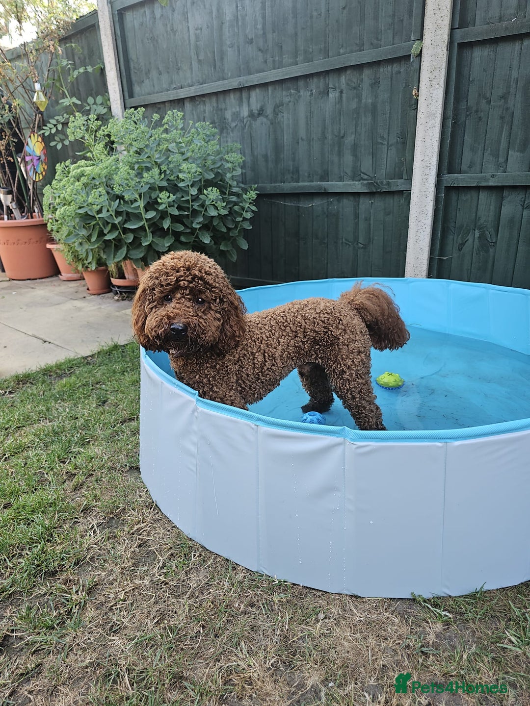 Miniature Poodle dogs for stud: Marley - KC Reg Red Miniature Poodle ready to stud - Image 9
