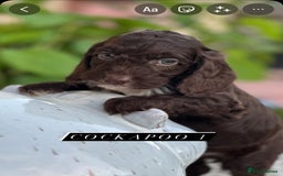 Cockapoo dogs for sale: Unusually fabulous cockapoos   - Image 19