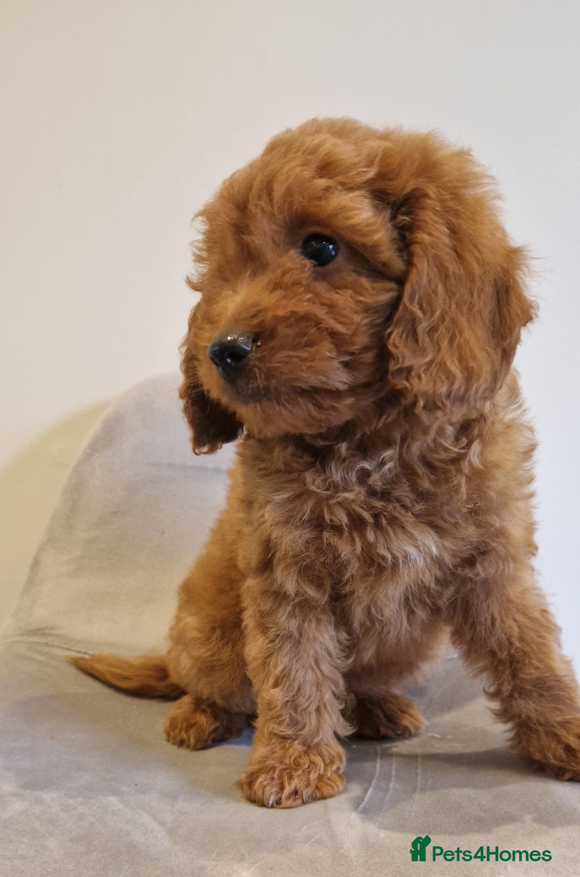 Cockapoo dogs Beautiful health clear Cockapoo's - Advert 2