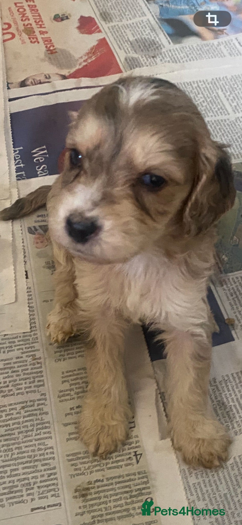 Cockapoo dogs F1 Show Type Merle Cockapoos (RARE) ONLY 3 LEFT - Advert 17