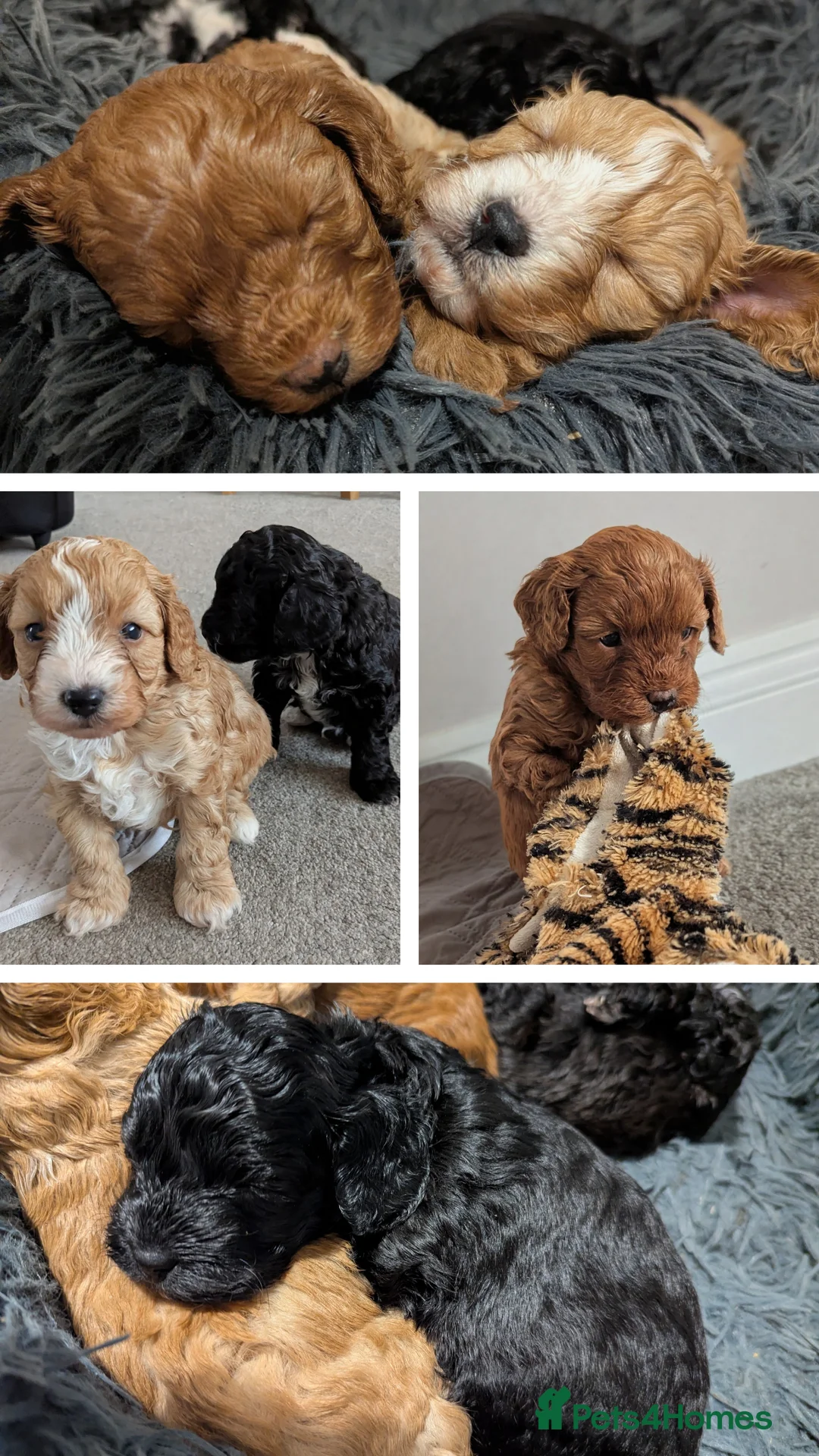 Mixed Breed dogs for sale: Adorable Cavapoo/Cockapoo Puppies - Advert 2