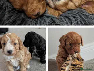 Mixed Breed dogs Adorable Cavapoo/Cockapoo Puppies - Advert 18