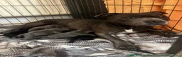 Staffordshire Bull Terrier dogs for sale: 🔥 LAST GIRL KC STAFFY PUPPY READY FOR HER HOME 🐾 - Advert 5
