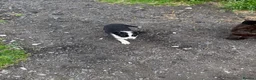 Border Collie dogs for sale: Border collie bitch - Advert 7