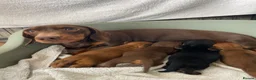 Miniature Dachshund dogs for sale: Beautiful Miniature Dachshund Puppies for Sale - Advert 4