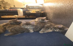 Maine Coon cats for sale: Maine Coon kittens  - Advert 3
