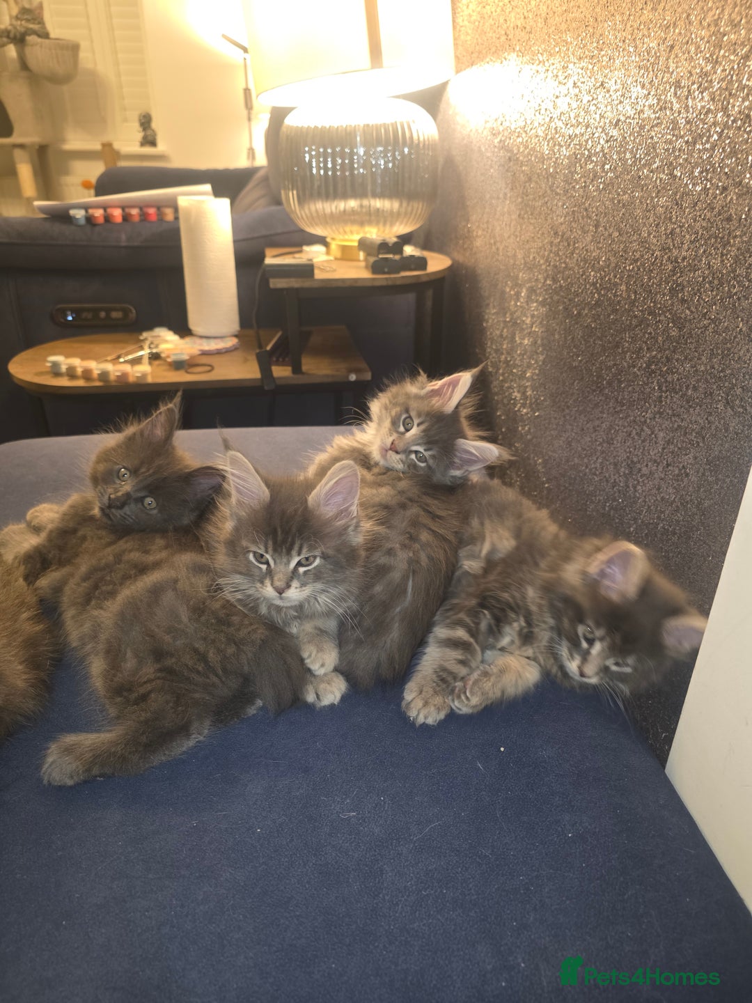 Maine Coon cats for sale: Maine Coon kittens  - Advert 3