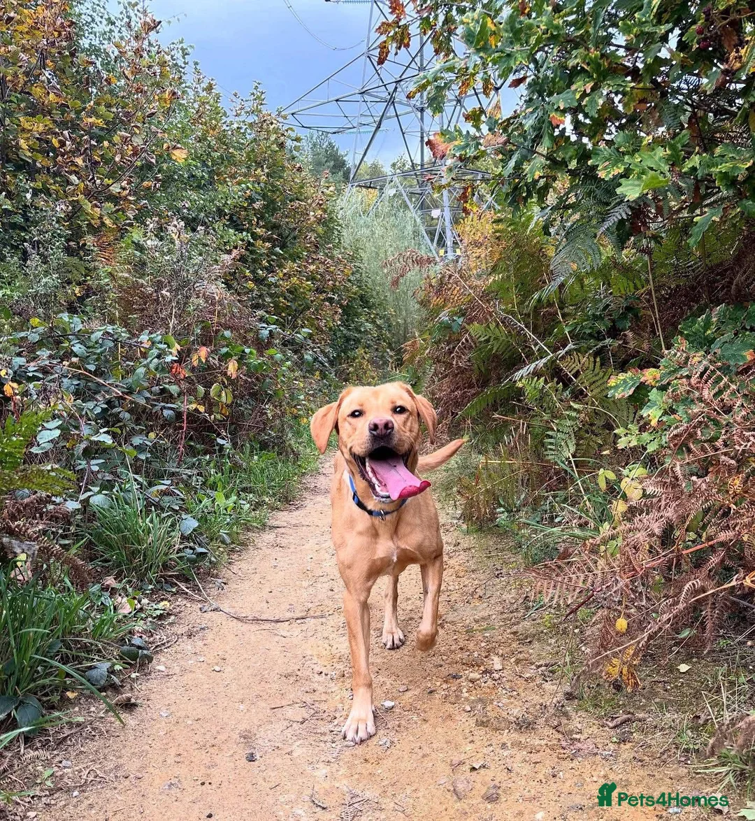 Golden Retriever dogs for sale: Female Golden Retriever - 2 Years Old - Advert 2