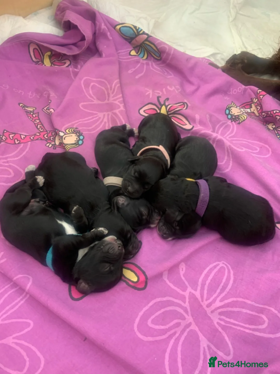 Toy Poodle dogs for stud: *STUD* Gorgeous KC Registered Toy Poodle in Manchester - Advert 11