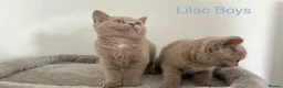 British Shorthair cats for sale: 5 British Shorthair Kittens in Wellingborough - Advert 3
