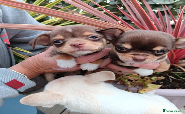 Chihuahua dogs - Advert 4