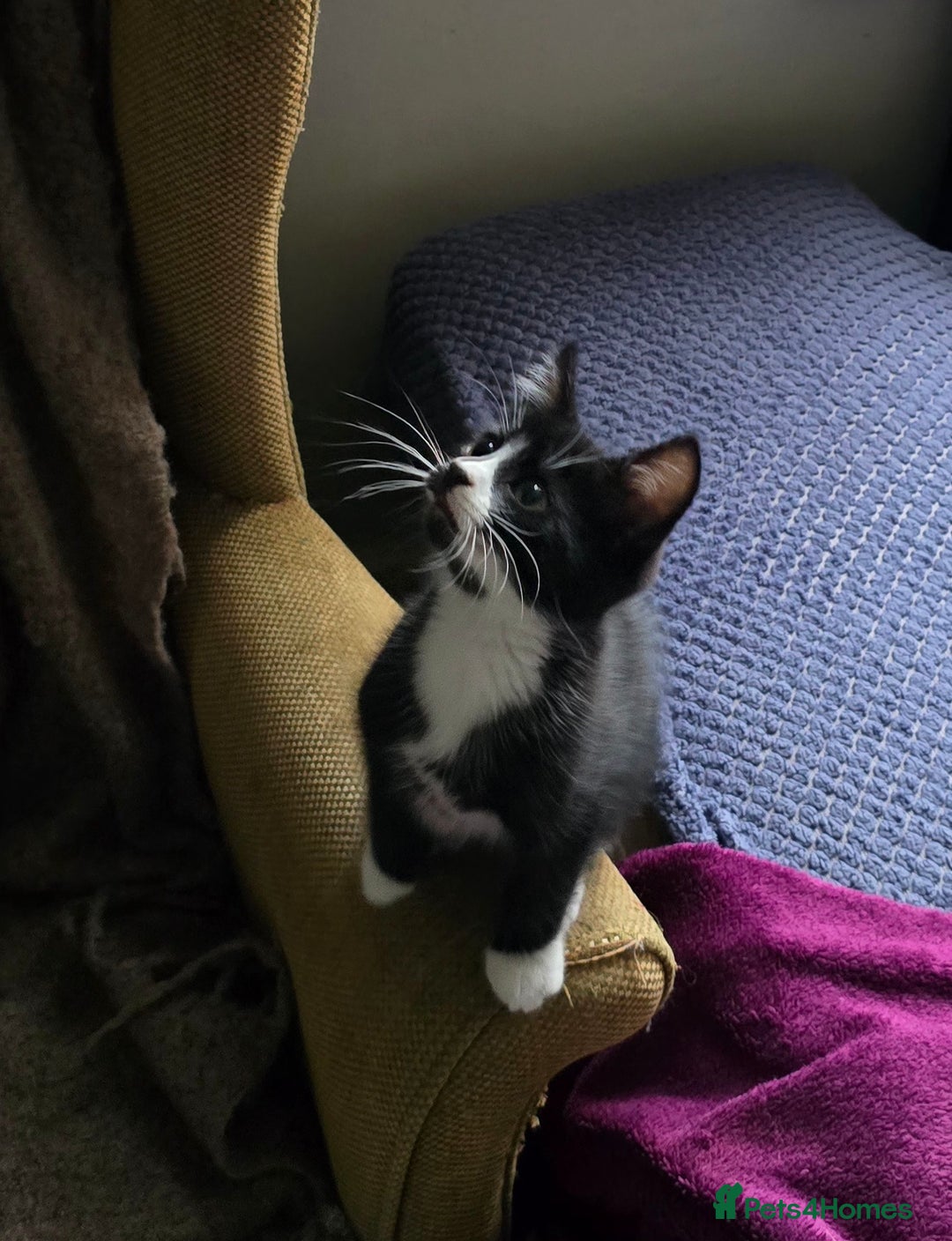 Mixed Breed cats for sale: Three boys looking for forever loving home  - Advert 6