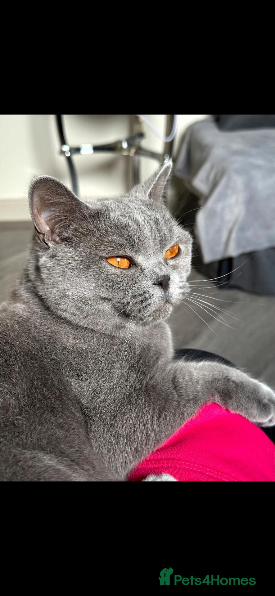 British Shorthair cats Two gorgeous British Shorthair kittens ready to go - Advert 8