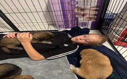 German Shepherd dogs for sale: German Shepherd Puppies  - Image 36