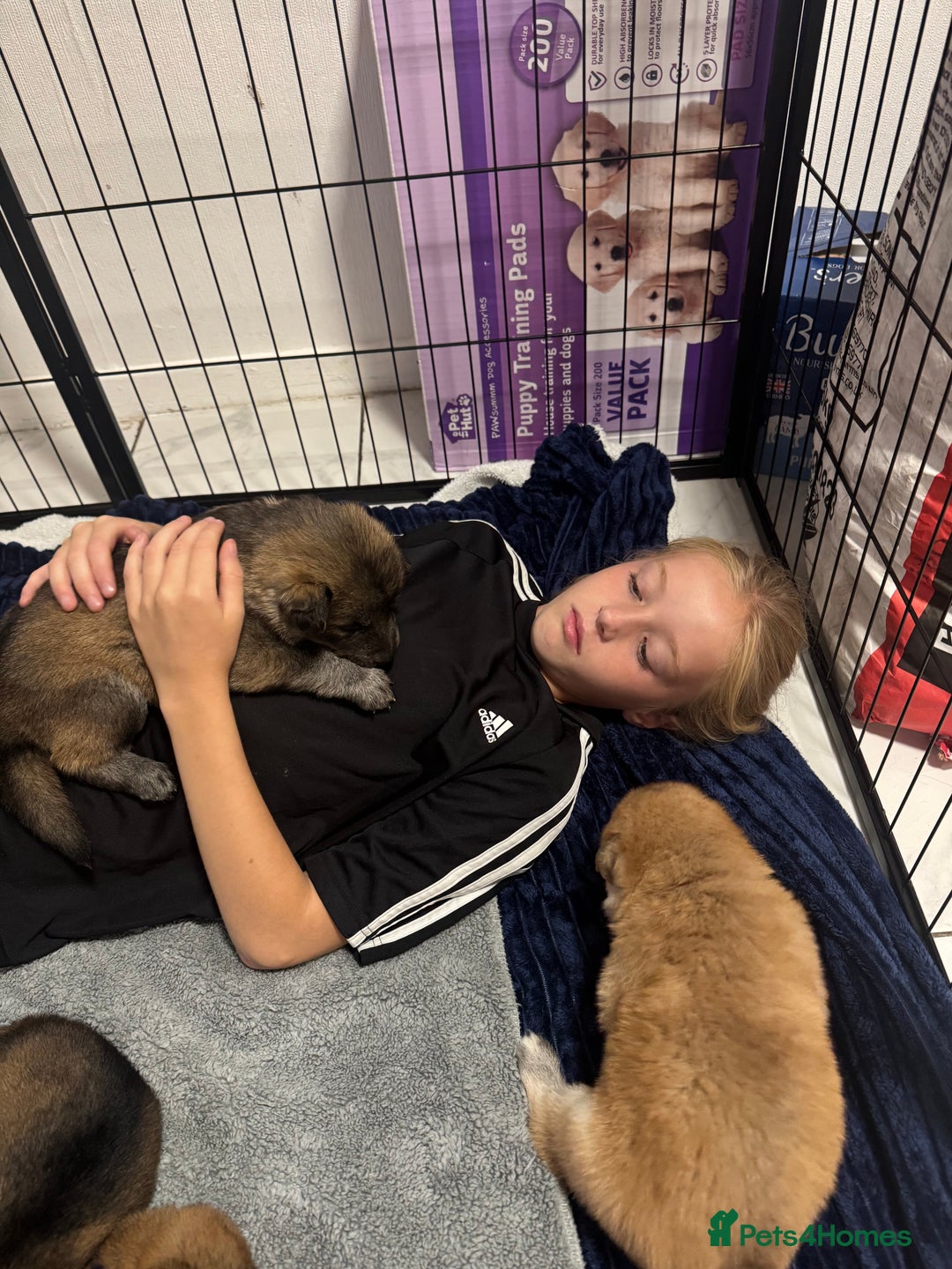 German Shepherd dogs for sale: German Shepherd Puppies  - Image 36