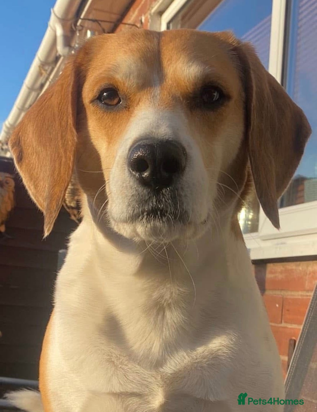 Beagle dogs for sale: Two beautiful beagles  - Advert 11