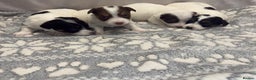 Jack Russell dogs for sale: Bred From Health Tested Parents - Advert 19