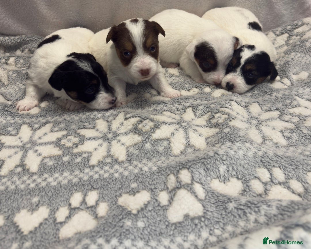 Jack Russell dogs for sale: Bred From Health Tested Parents - Advert 19