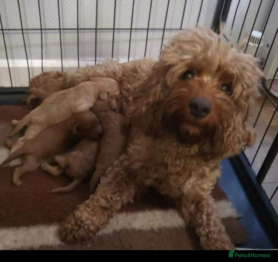 Cavapoo dogs for sale: Cavapoo puppies 5 🌟licence breeder  - Advert 8