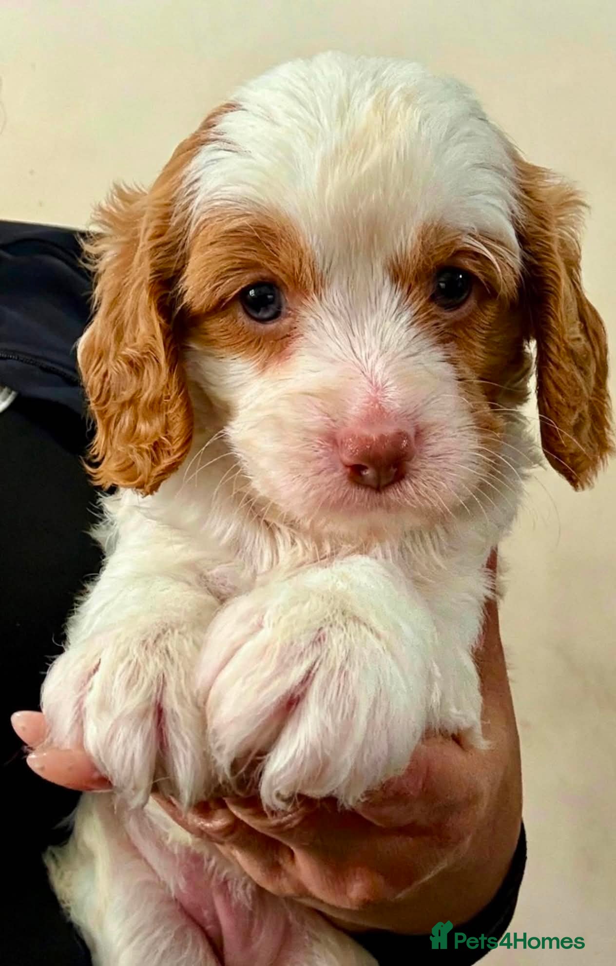 Cavapoo dogs BEAUTIFUL TOY CAVAPOO PUPPIES! - Advert 2