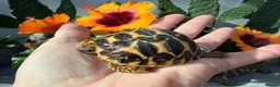 Tortoise reptiles for sale: Baby Indian star tortoise ready now UK captivebred - Advert 6